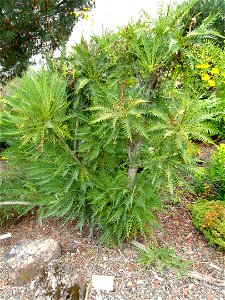 Sonchus canariensis specimen in the University of California Botanical Garden, Berkeley, California, USA. photo