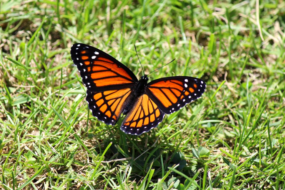 Colorful butterflies orange