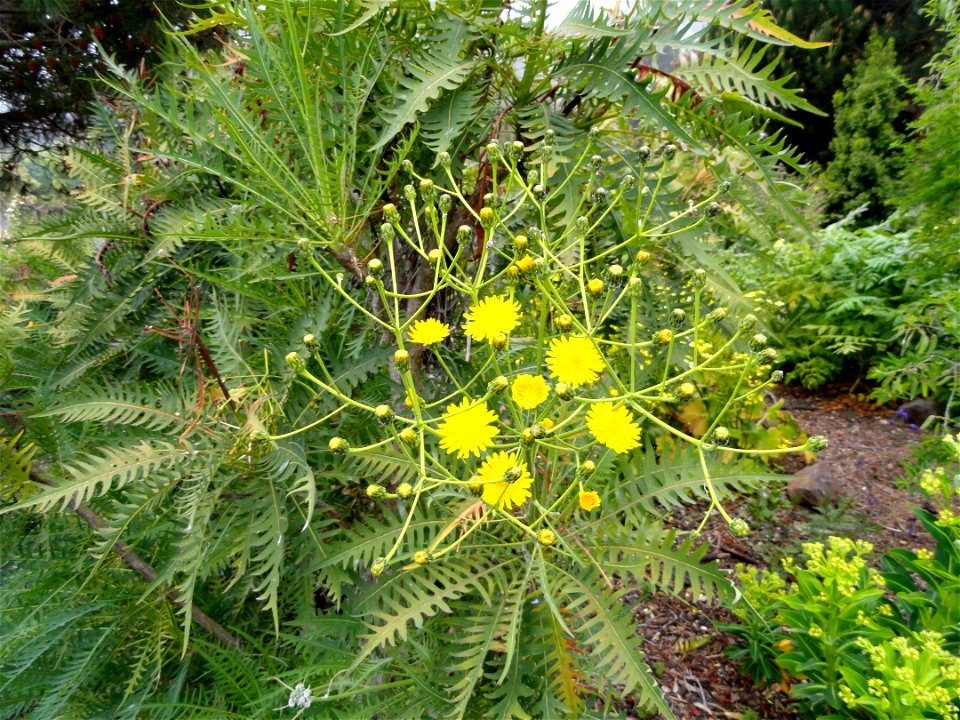 Sonchus canariensis specimen in the University of California Botanical Garden, Berkeley, California, USA.