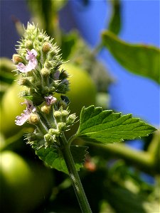 Catnip blossoms (Nepeta cataria) photo