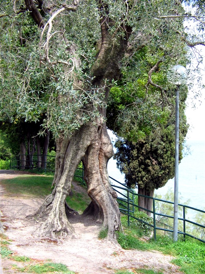 alter Olivenbaum in Sirmione