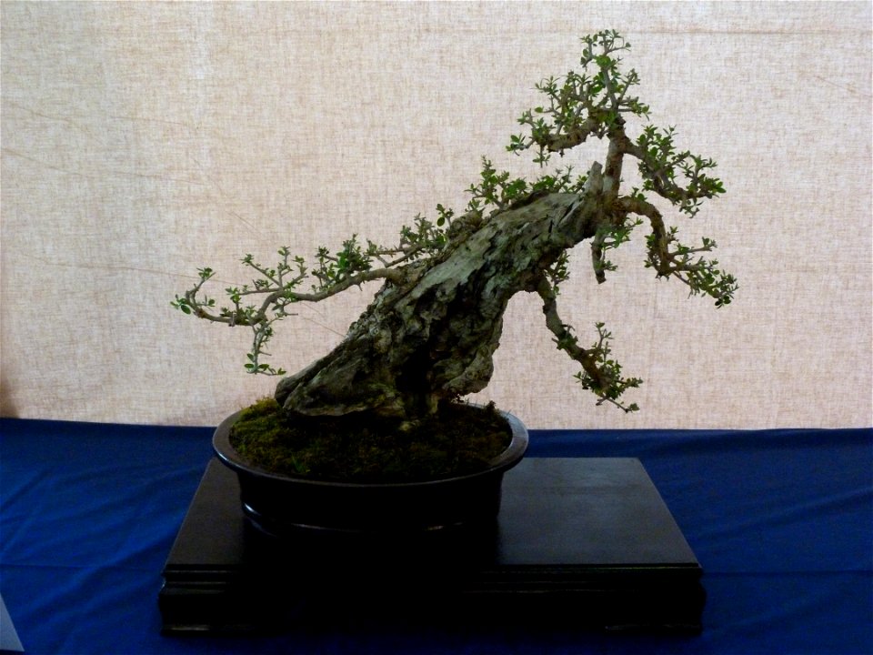 A felvétel 2015. április 17-én pénteken készült Budapesten. Construma Kert.  A Magyar Bonsai Szövetség kiállítása. 1. Olajfa, latin neve: Olea Europea, eredete: Yamadori, tulajdonos/alakította: Bartus