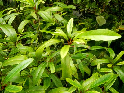 Aven's Nature Farm Artemio G. Veneracion President of ARaMP, Inc. in Barangays Santa Barbara, 14°56'21"N 120°53'25"E Baliuag, Bulacan, Bulacan (Note: Judge Florentino Floro, the owner, to repeat, Dono