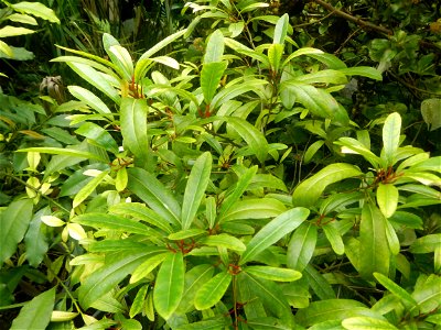 Aven's Nature Farm Artemio G. Veneracion President of ARaMP, Inc. in Barangays Santa Barbara, 14°56'21"N 120°53'25"E Baliuag, Bulacan, Bulacan (Note: Judge Florentino Floro, the owner, to repeat, Dono