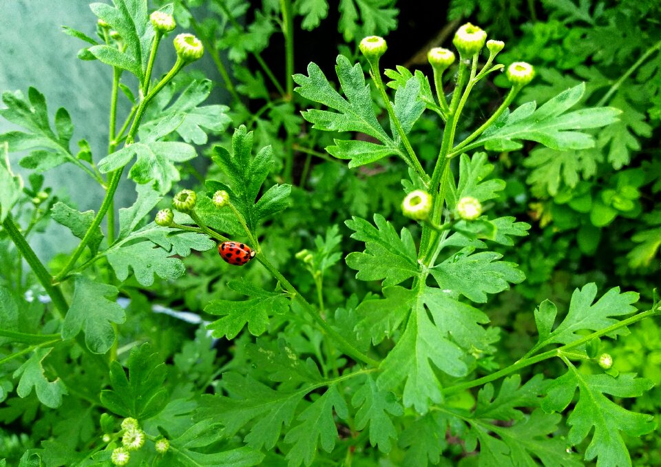Beetle ladybug summer