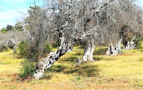 Olive trees attacked by Xylella near Gallipoli (Lecce)