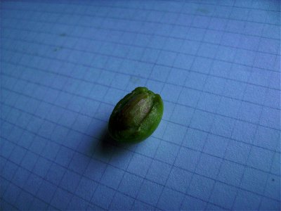 One olive (drupe) in section, cultivar unknown growing in Castelltallat, Catalonia
