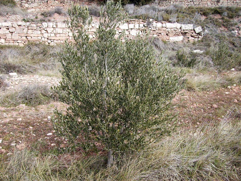 Olea europaea cvar. Arbequina a la Serra de Castelltallat.