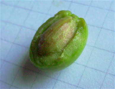 Olive drupe section, from a unknown cultivar, Castelltallat, Catalonia
