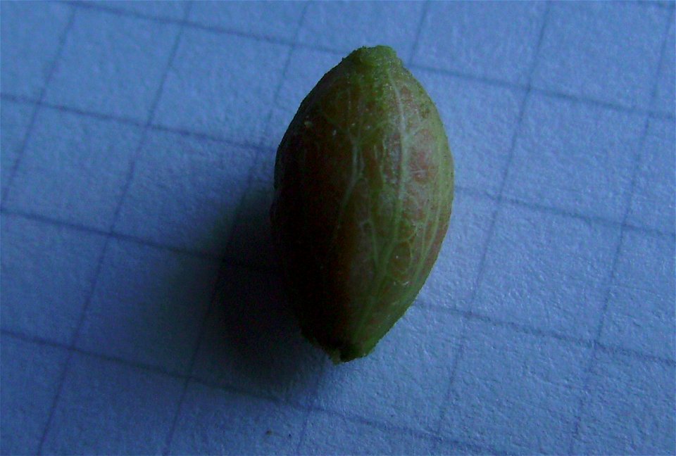 An olive seed from an unknown olive tree cultivar growing in Castelltallat, Catalonia