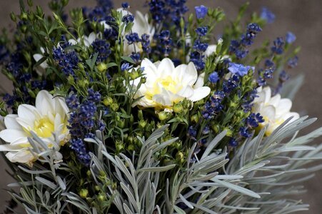 Purple blue herbs photo