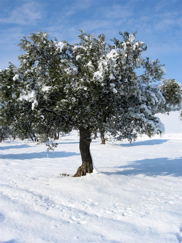 Camarma de Esteruelas bajo la nieve de 2009