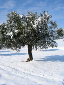 Camarma de Esteruelas bajo la nieve de 2009