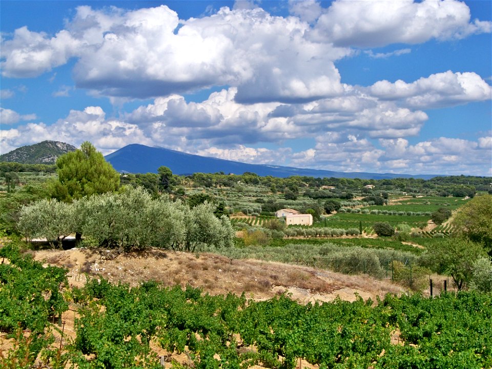 Mont Ventoux vue des vignes de Beaumes de Venise, Vaucluse, France