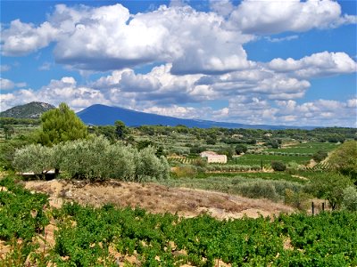 Mont Ventoux vue des vignes de Beaumes de Venise, Vaucluse, France