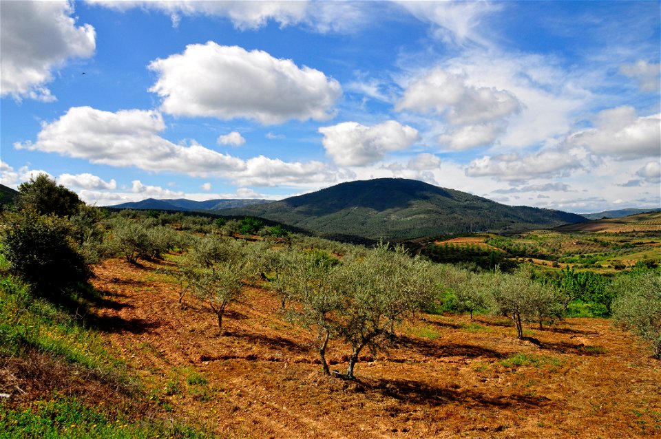 Campos de olivos y cerezos