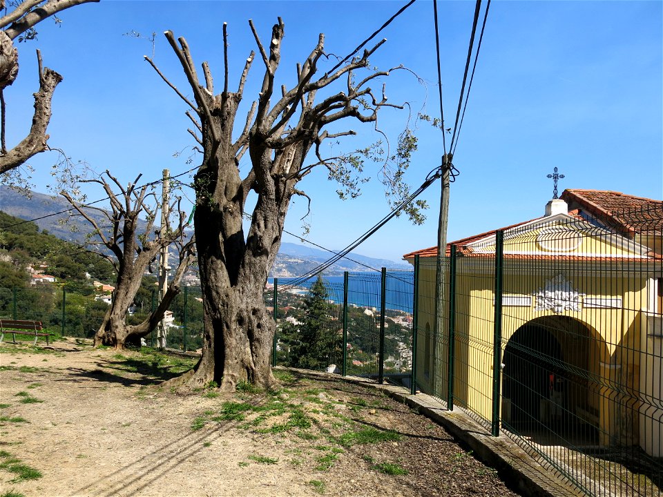 Chapel de la Pausa in Roquebrune-Cap-Martin (Alpes-Maritimes, France). On the left, a garden with olive trees.