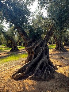 Old Sevillano Olive Tree in Corning, California
