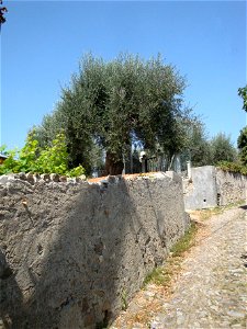 Diano Castello, vicolo con ulivi