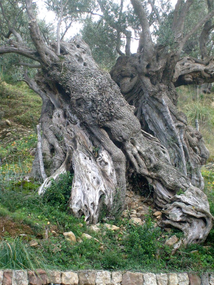 GR 221, Olive tree at Estellencs