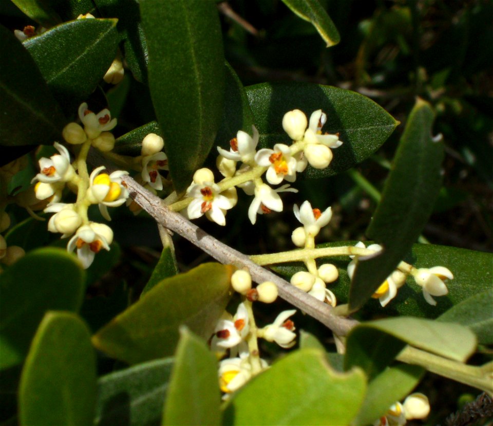 Olive tree flowers, Olea europaea cv Arbequina, Castelltallat, Catalonia