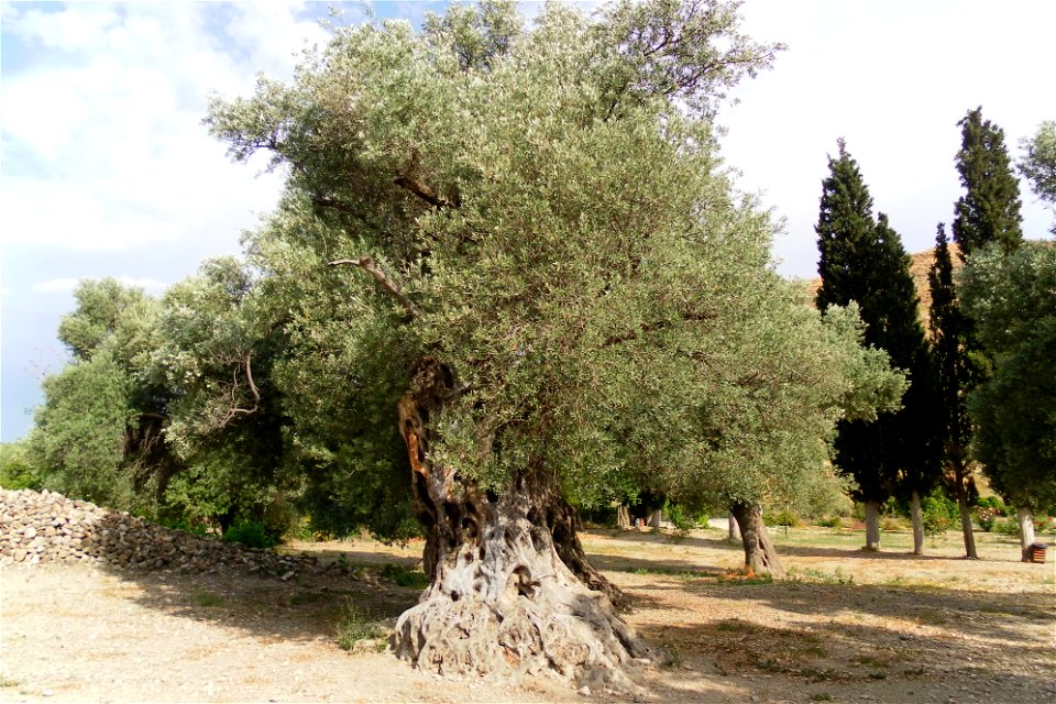 Olivenbaum in Gortys/Kreta