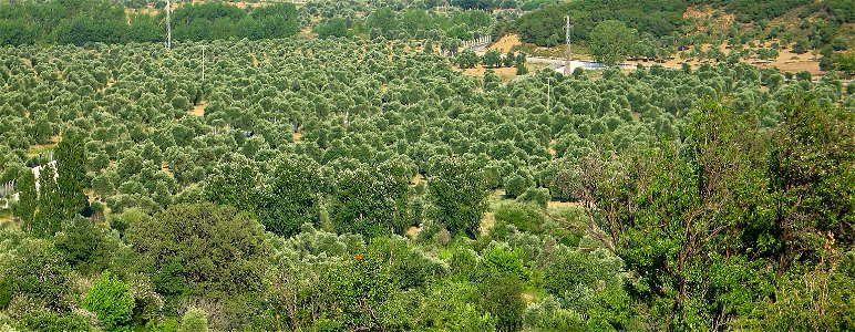 Olive Trees, Zeytinli Village, Gokceada