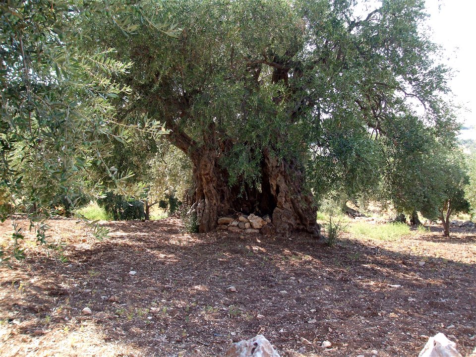 This ancient olive tree has become hollow as it has grown.  It is loccate in the al Maiser region of Hashimiyya, Ajloun, Jordan.
