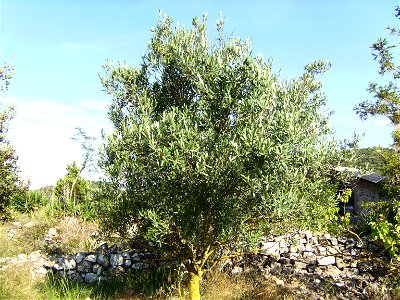 Olive tree cultivar Hojiblanca 24 year old, Castelltallat, Catalonia