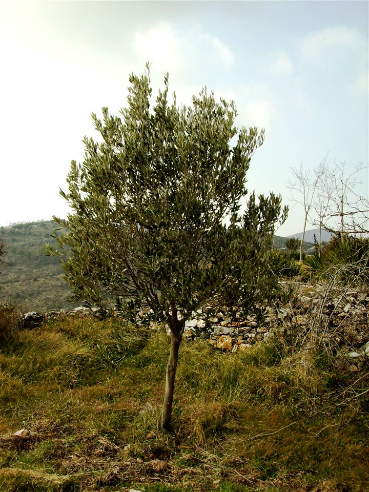 Image:Hojiblanca_12_febrer_2006_009.jpg

Hojiblanca is a variety of Olea europaea, of course.--85.57.128.16 23:41, 1 May 2007 (UTC)