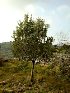Image:Hojiblanca_12_febrer_2006_009.jpg

Hojiblanca is a variety of Olea europaea, of course.--85.57.128.16 23:41, 1 May 2007 (UTC)