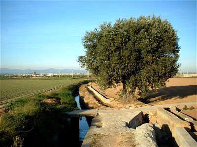 Vista típica de la Huerta de Valencia. Fotografía tomada en Burjasot (Valencia, España).