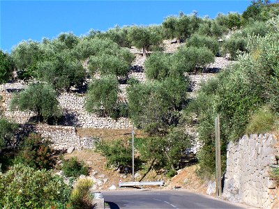 Oliveraie cultivée en terrasses ("restanques") dans le quartier de la "Porte Rouge" du village de Levens (Alpes-Maritimes, France)