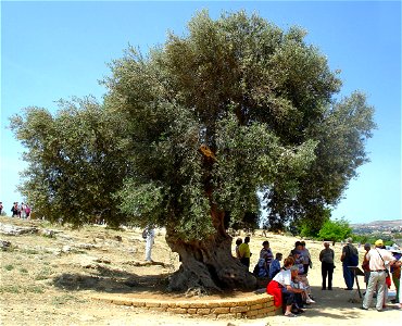 Măslin în parcul Valle dei templi (valea templelor) din Agrigento, Sicilia, cu vârsta de peste 500 ani