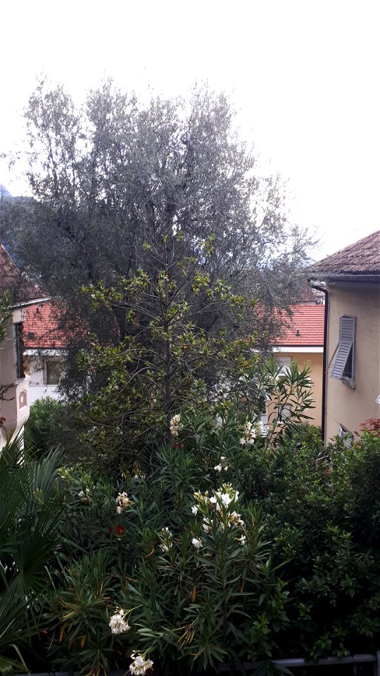 Olivetree (Natural Monument whith ID 009__G05)