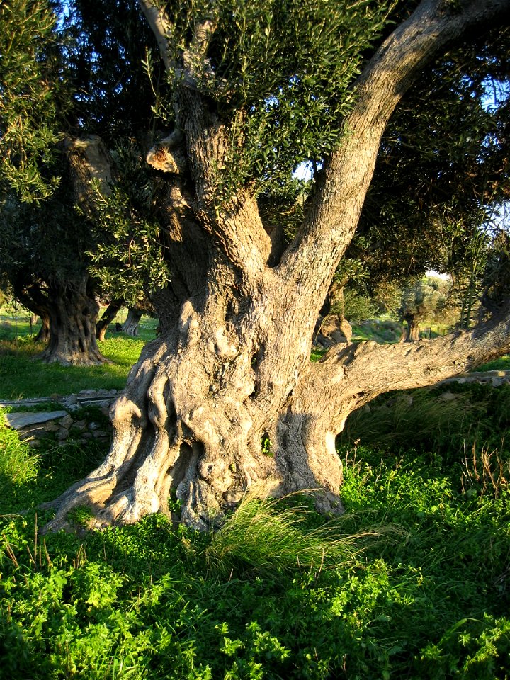 Old olive tree near Karystos, Eboeia, Greece.