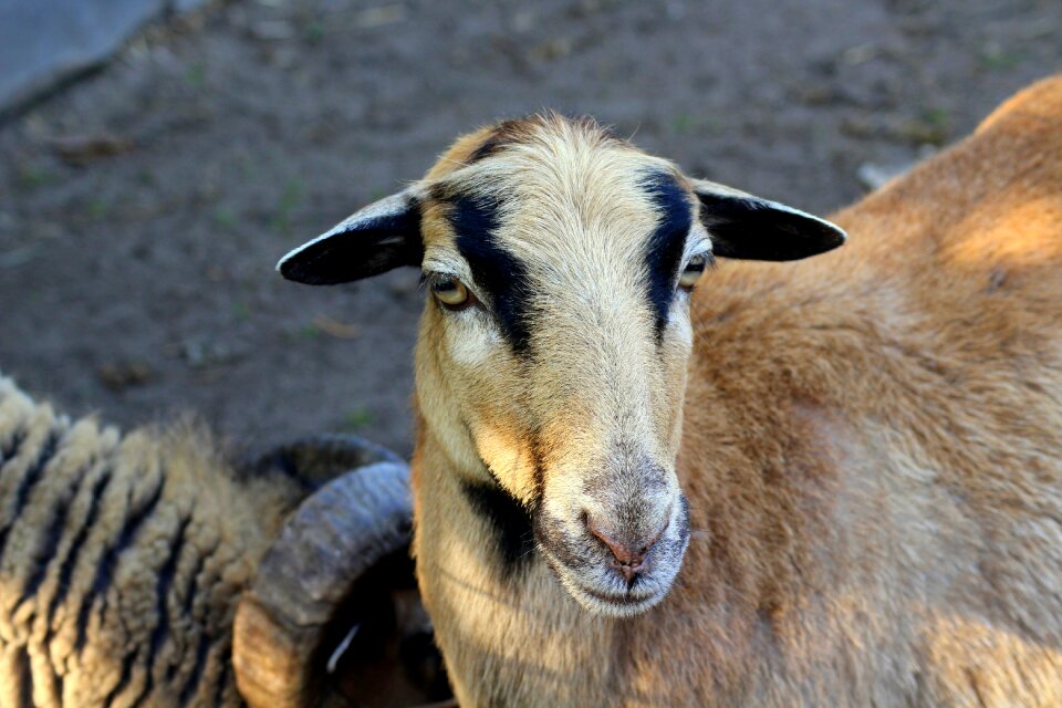 Nature figure mammal