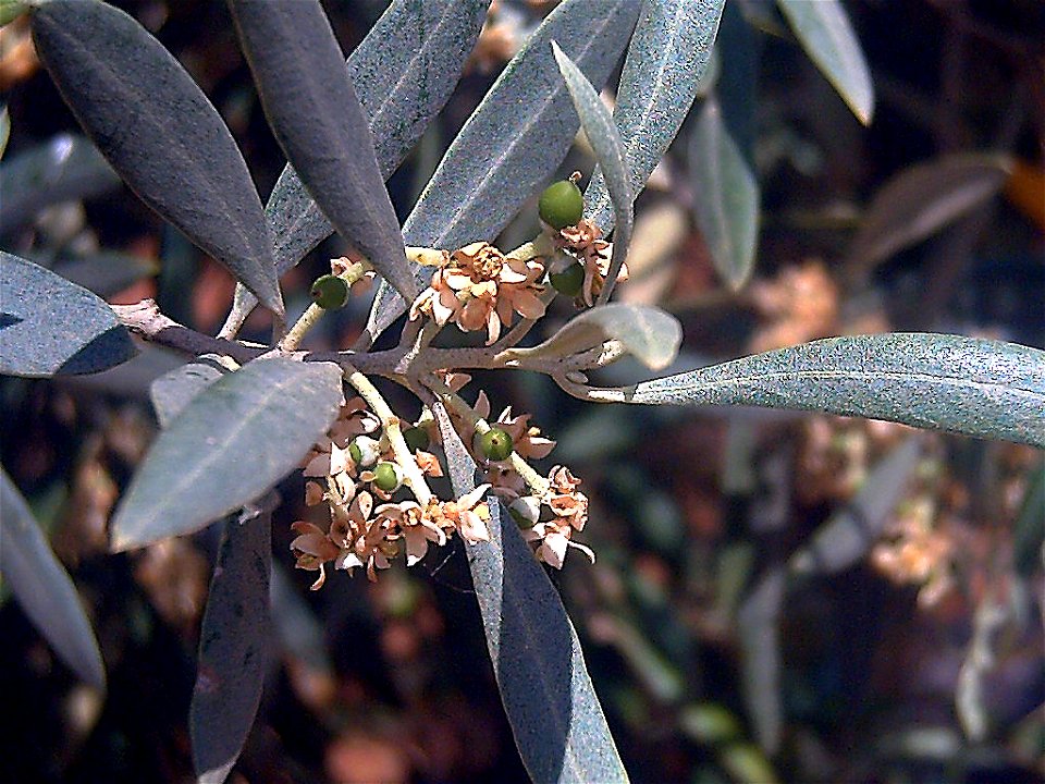 Olea europaea early fruits Closeup in Solana del Pino, Sierra Madrona, Spain