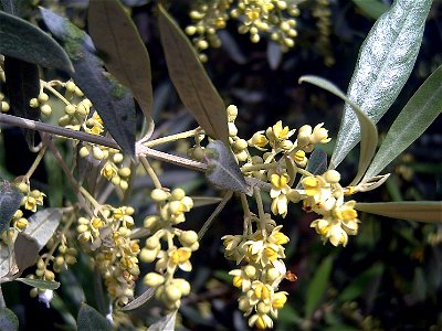Olea europaea flowers Closeup in Solana del Pino, Sierra Madrona, Spain