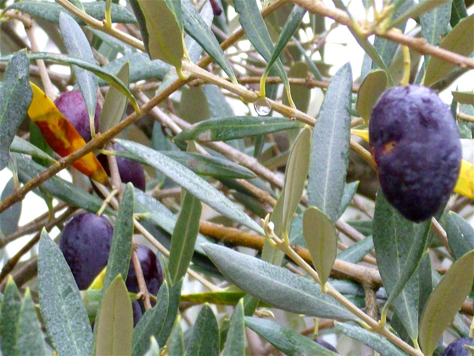 Olea europaea olive fruits — Dehesa Boyal de Puertollano park, Castile-La Mancha, Spain.