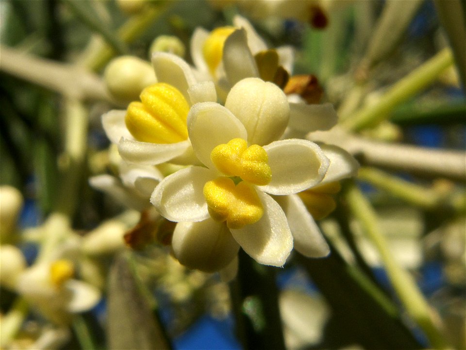 Flor de olivo (Madrid)