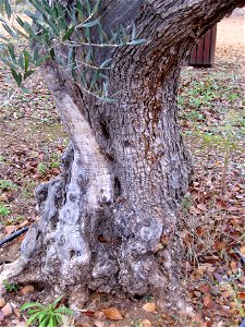 Olea europaea trunk, Dehesa Boyal de Puertollano, Spain