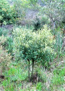 Young african olive — Olea europaea subsp. cuspidata. Growing on the slopes of Table Mountain. photo