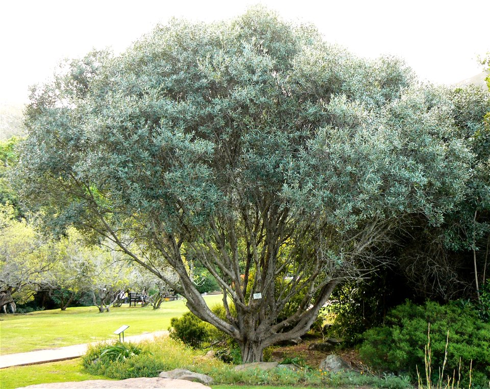 Wild Olive tree — Olea europaea subsp. cuspidata. 
Cape Town.