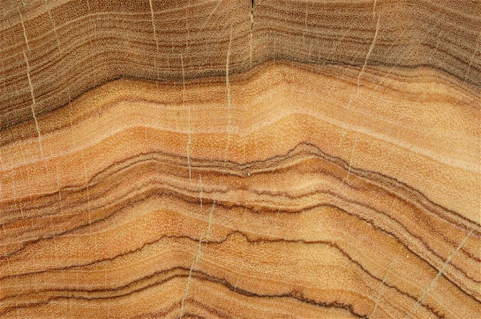 Cross-section of trunk of Olea europaea subsp. cuspidata (Wall. ex G. Don) Cif. formerly known as Olea africana Mill. - Johannesburg, South Africa. This cross-section shows a motile set of dark stain,