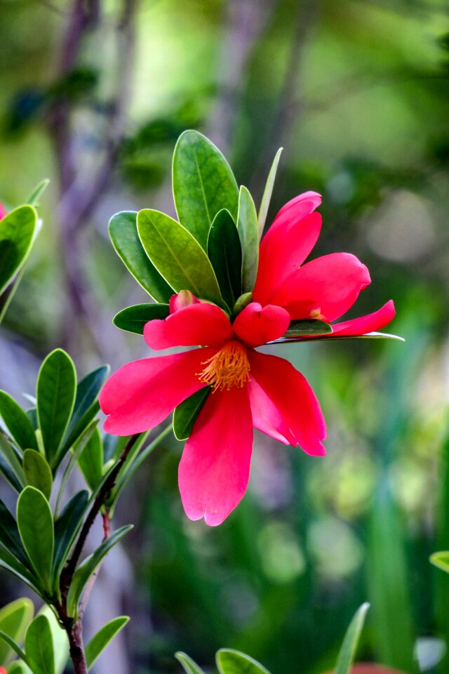 Plant univalve nature