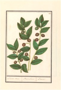 IdentificatieTitel(s): Olijf (Olea europaea)Laurier Boom. / Bacca Laurus. / Laurier (titel op object)Objecttype: tekening Objectnummer: RP-T-BR-2017-1-9-29Omschrijving: Olijf. Drie takken met bladeren