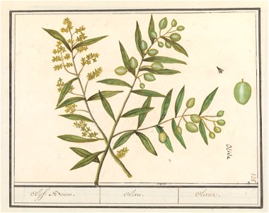 IdentificatieTitel(s): Olijf (Olea europaea)Olijf-Boom. / Oliva. / Olivier. (titel op object)Objecttype: tekening Objectnummer: RP-T-BR-2017-1-9-30Omschrijving: Olijf. Drie takken met bladeren, bloeme