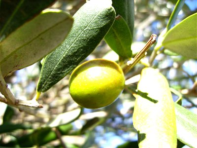 one olive fruit cultivar Hojiblanca, Castelltallat, Catalonia