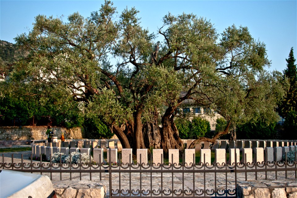 2000-years old olive-tree in Bar, Montenegro